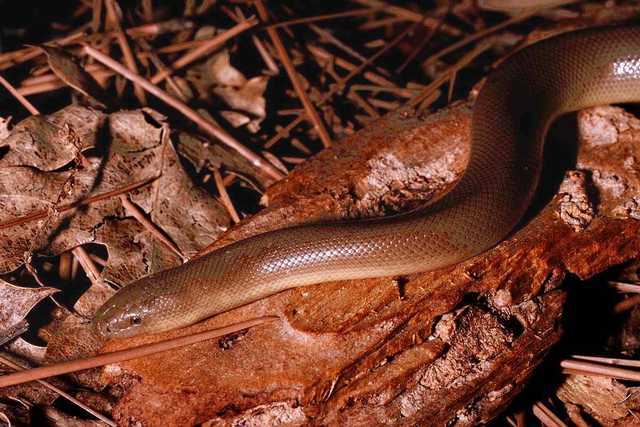 Stretch - Rubber Boa