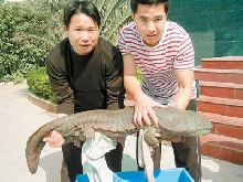GIANT SALAMANDER