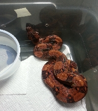 2014 Male Salmon Blood