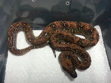 2014 Female Leopard 66% Het Albino