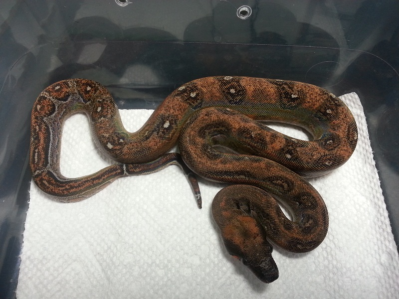2014 Female Leopard 66% Het Albino
