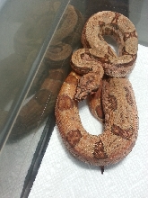 2014 F2 Possible Super Hypo 66% Het Leopard &/or Albino