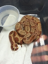 2014 F Possible Super 66% Het Leopard &/or Albino