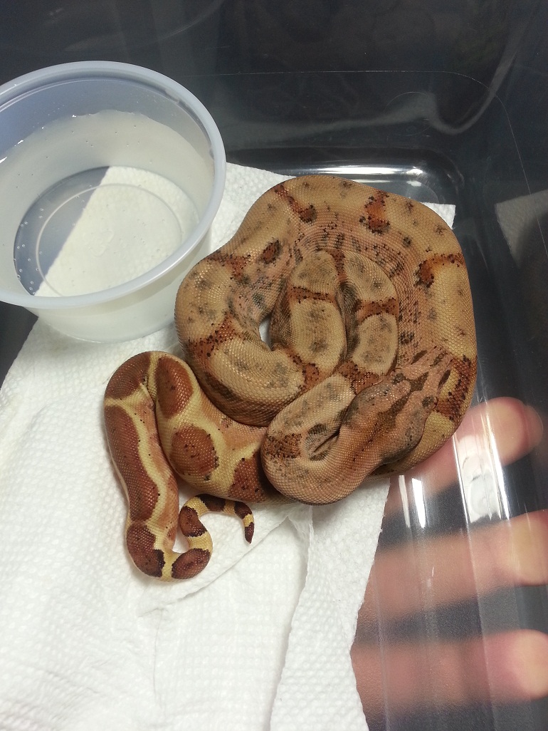 2014 F Possible Super 66% Het Leopard &/or Albino