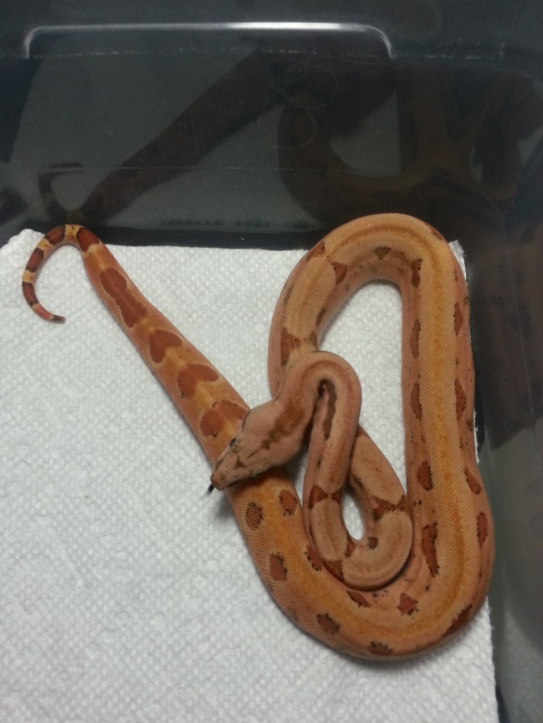 2014 F3 Super Hypo 66% Het Leopard &/or Albino