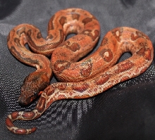 Hypo Leopard PH Lipstick Albino