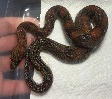 2014 Male Leopard 66% Het Albino