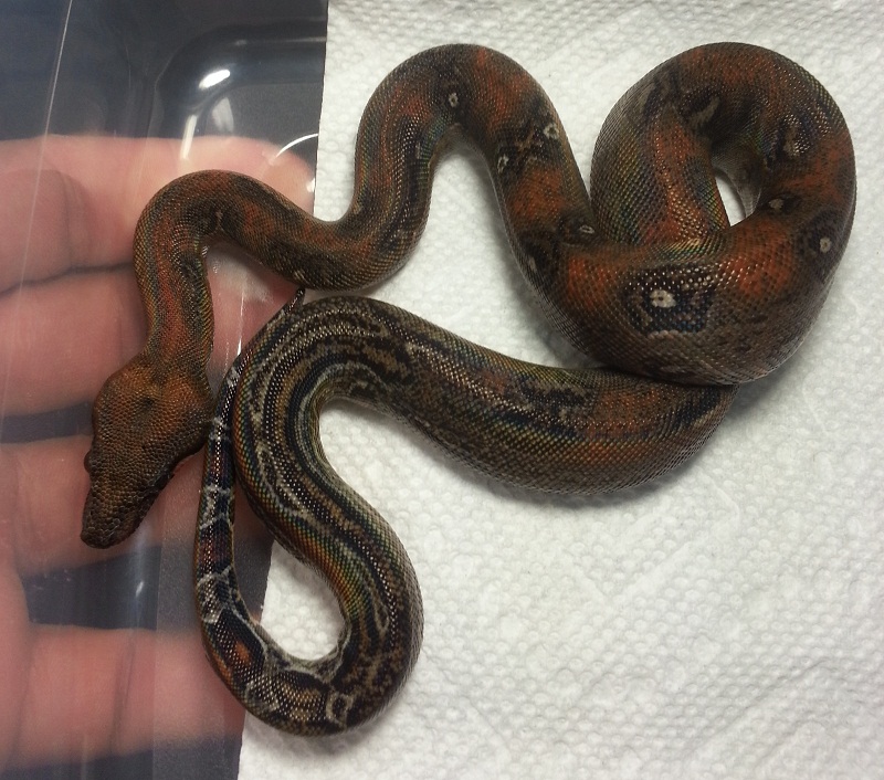 2014 Male Leopard 66% Het Albino