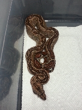 2014 F striped 66% Het Leopard &/or Albino