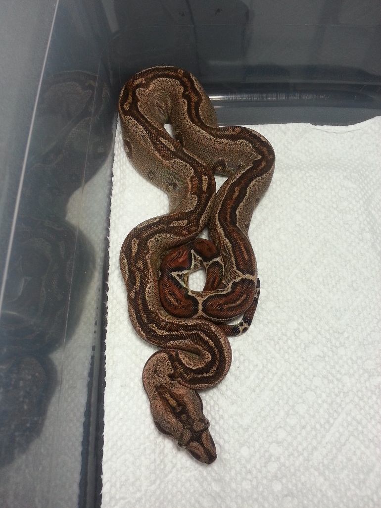 2014 F striped 66% Het Leopard &/or Albino