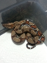 2014 Female 66% Het Leopard &/or Albino