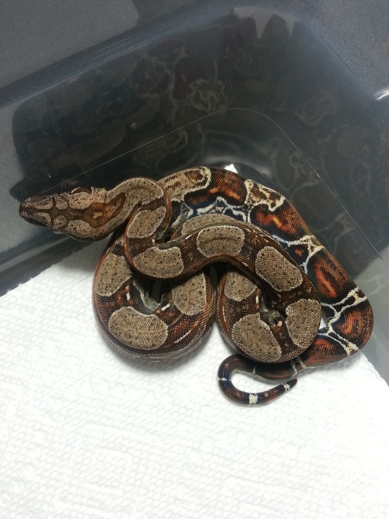 2014 Female 66% Het Leopard &/or Albino