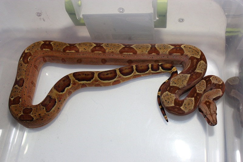 2013 Female Hypo 66% Het Leopard &/or Albino