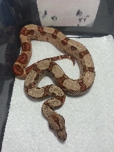 2014 Female Hypo 66% Het Leopard &/or Albino