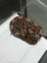 2014 Male 2 66% Het Leopard &/or Albino