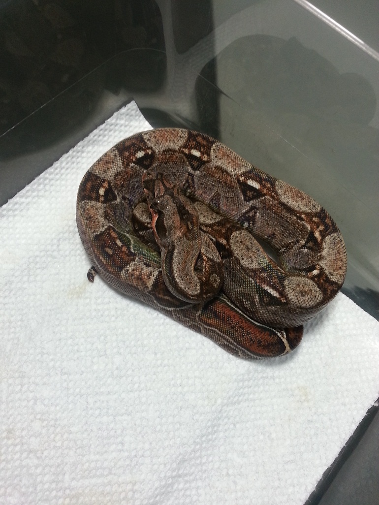 2014 Male 2 66% Het Leopard &/or Albino