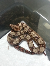 2014 Male 66% Het Leopard &/or Albino