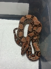 2014 Male 3 66% Het Leopard &/or Albino