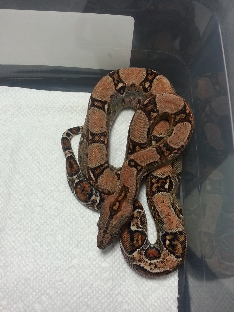 2014 Male 3 66% Het Leopard &/or Albino