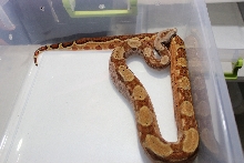 2013 Male Hypo 66% Het Leopard &/or Albino