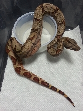 2014 Male Hypo 66% Het Leopard &/or Albino