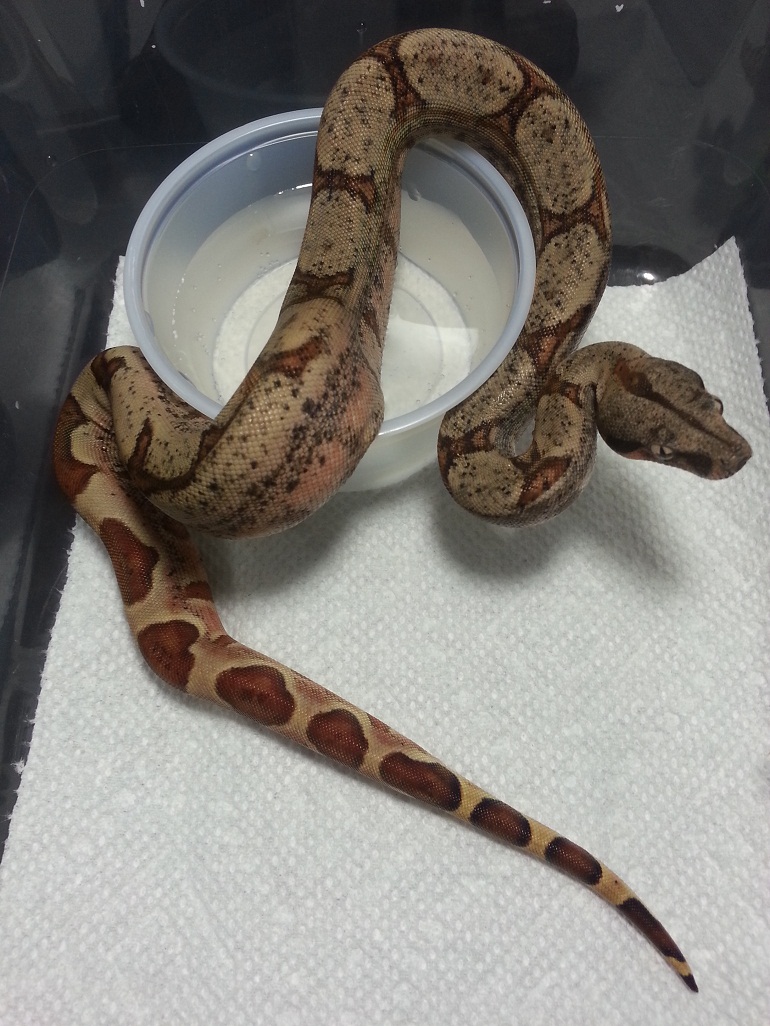 2014 Male Hypo 66% Het Leopard &/or Albino