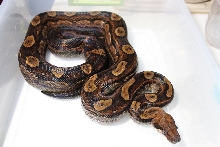 2008 Motley 100% Het T  Proven Breeder