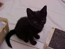 Maggie