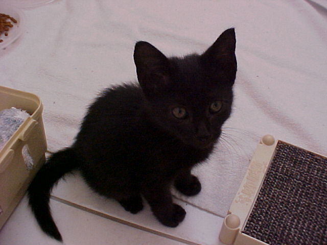 Maggie