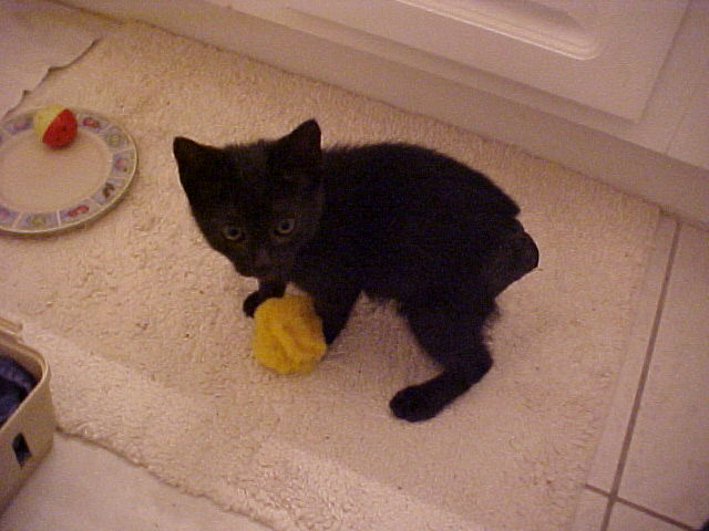 maggie