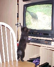 Maggie watching Catnip TV