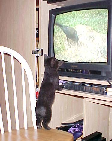 Maggie watching Catnip TV