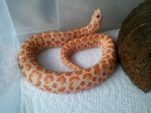 Orange albino Jaguar hognose