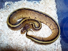 g stripe male