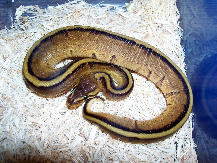 g stripe male
