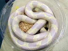 albino 50 50