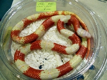 albino nelson male