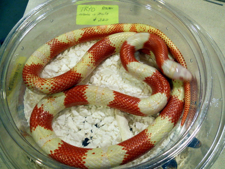 albino nelson male