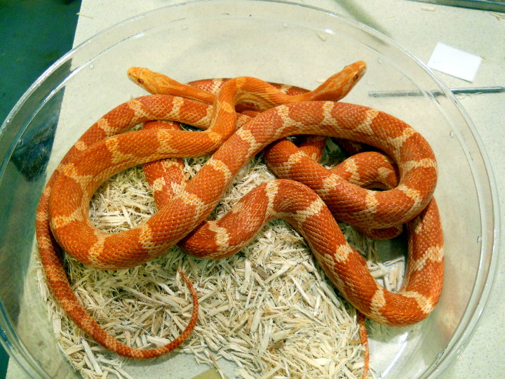 amel banded motley