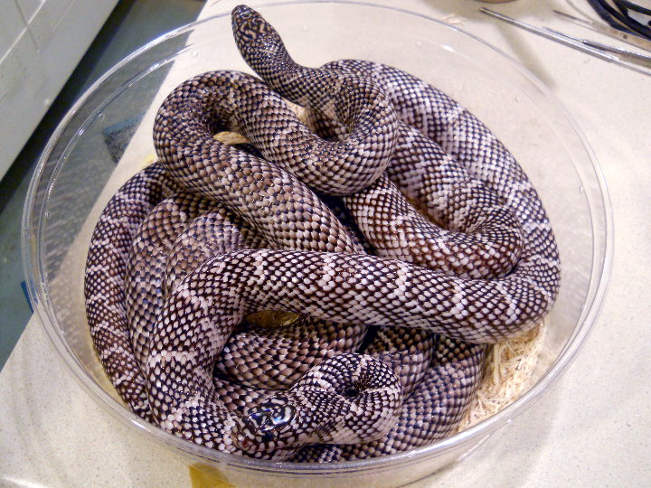 axanthic brooksi