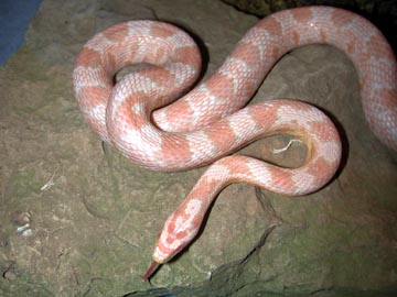 Bubble Gum Snow