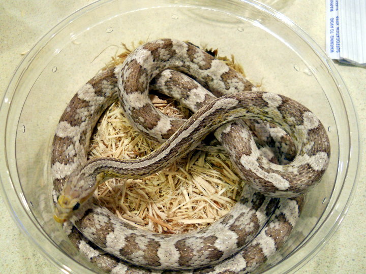 ghost stripe
