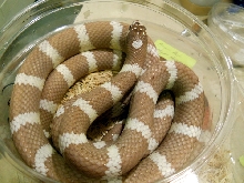 hypo cal male