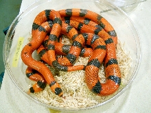 hypo hond pair
