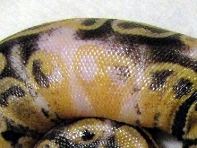 paradox close up 2