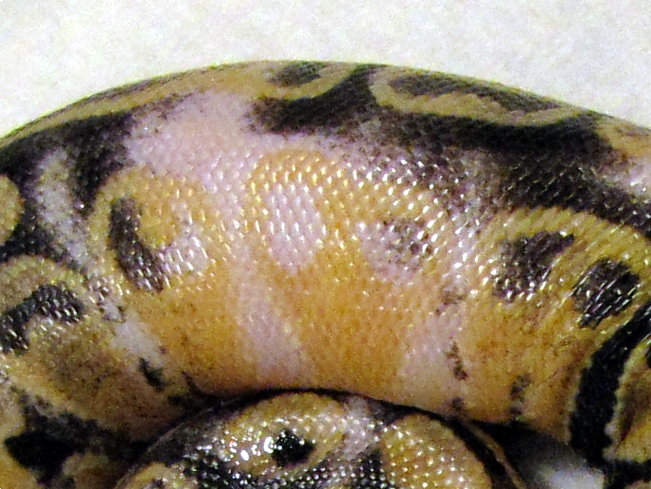 paradox close up 2