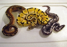 axanthic spider/bee/spider