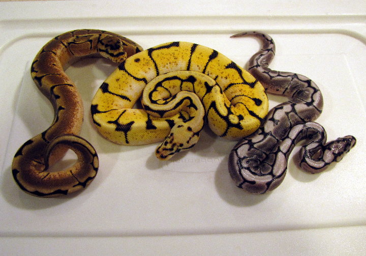 axanthic spider/bee/spider