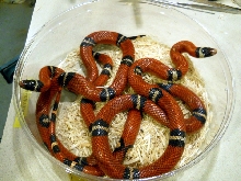 sinaloan