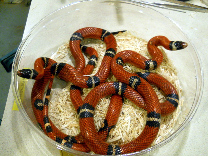 sinaloan